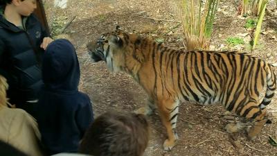 Close encounter with a Sumatran tiger at Tiger Trek launch